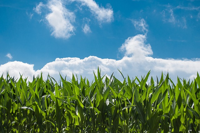 corn field, farm, clouds, small business grants for farmers